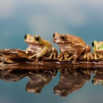 three frogs on a log